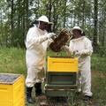 20070716 Mehiläisten hoitoa c